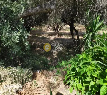 Έκταση 2500τ.μ. προς πώληση φωτογραφία 14