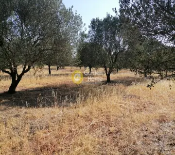 Residential 8500m<sup>2</sup> for sale photo 7
