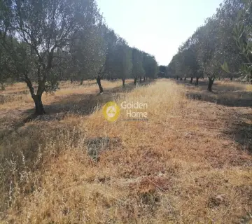 Residential 8500m<sup>2</sup> for sale photo 9