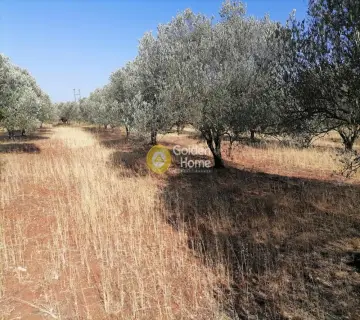 Residential 8500m<sup>2</sup> for sale photo 14