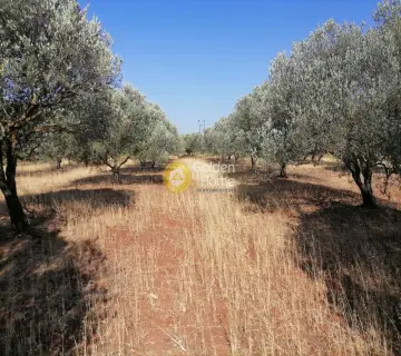Residential 8500m<sup>2</sup> for sale photo 17
