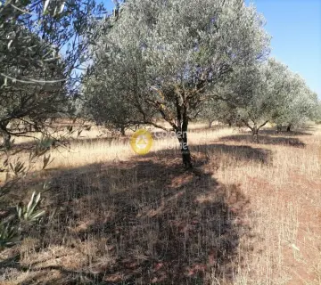 Residential 8500m<sup>2</sup> for sale photo 19