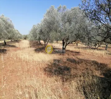 Residential 8500m<sup>2</sup> for sale photo 20