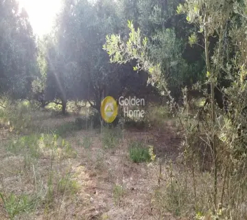 Residential 1616m<sup>2</sup> for sale photo 1
