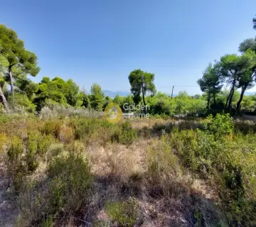 Οικιστικό 1000τ.μ. προς πώληση φωτογραφία 3