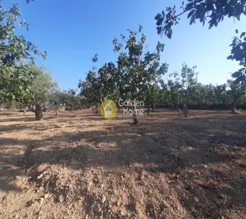 Οικιστικό 1356τ.μ. προς πώληση φωτογραφία 2786976