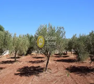 Professional Plot 10042m<sup>2</sup> for sale photo 2795653