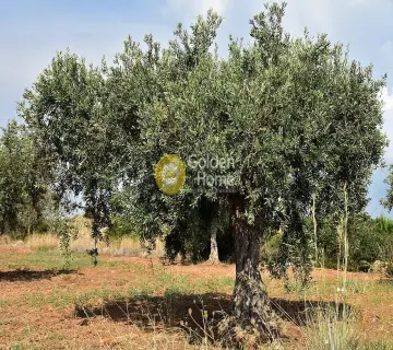 Professional Plot 10042m<sup>2</sup> for sale photo 2795652