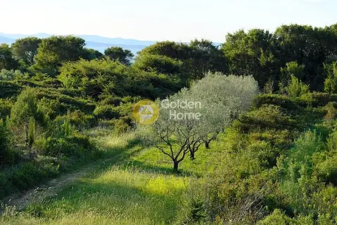 Professional Plot 18000m<sup>2</sup> for sale photo 2795648