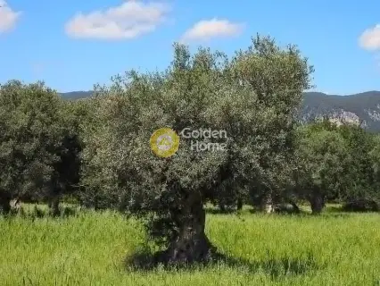 Professional Plot 18000m<sup>2</sup> for sale photo 2795648