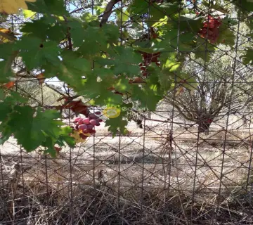 Αγροτεμάχιο 4281τ.μ. προς πώληση φωτογραφία 4
