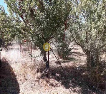 Αγροτεμάχιο 4281τ.μ. προς πώληση φωτογραφία 2