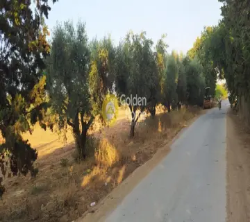 Golden Home Property Image