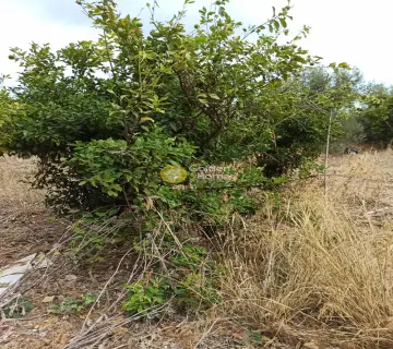 Professional Plot 5475m<sup>2</sup> for sale photo 2829772