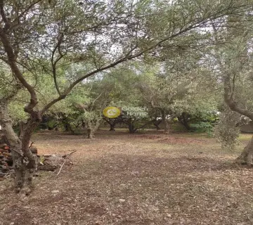 Οικιστικό 2260τ.μ. προς πώληση φωτογραφία 5
