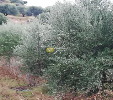 Residential 5000m<sup>2</sup> for sale photo 4
