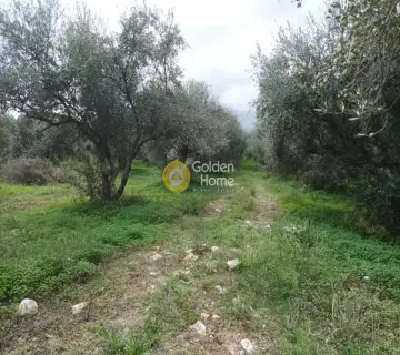 Professional Plot 11810m<sup>2</sup> for sale photo 2885984