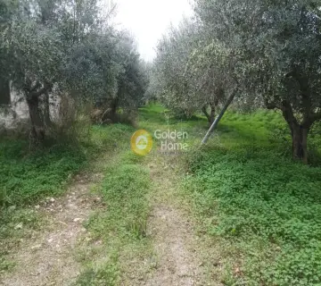 Professional Plot 11810m<sup>2</sup> for sale photo 2885986