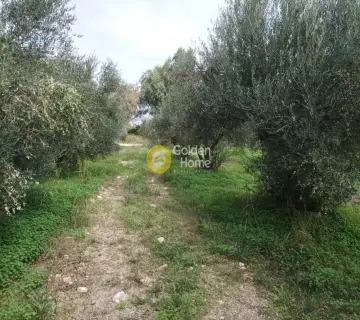 Professional Plot 11810m<sup>2</sup> for sale photo 2885992