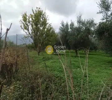 Professional Plot 11810m<sup>2</sup> for sale photo 2885999