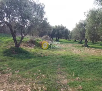 Professional Plot 19005m<sup>2</sup> for sale photo 1