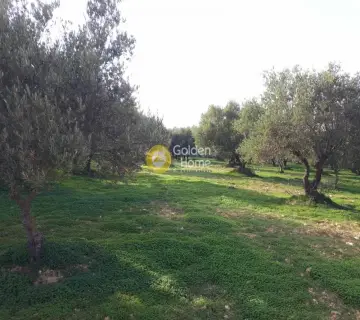 Professional Plot 19005m<sup>2</sup> for sale photo 3