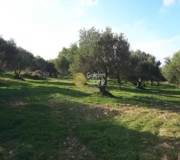 Professional Plot 19005m<sup>2</sup> for sale photo 4