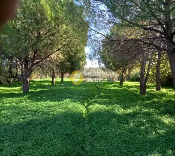 Area 7000m<sup>2</sup> for sale photo 11