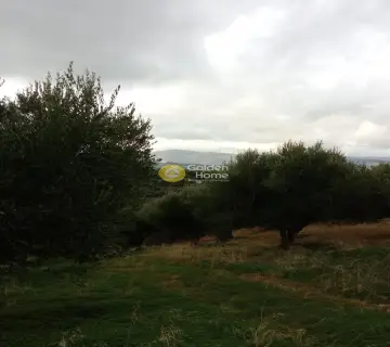 Οικιστικό 6441τ.μ. προς πώληση φωτογραφία 2