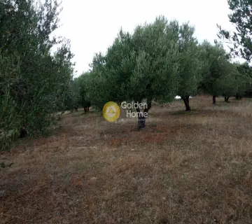 Οικιστικό 6441τ.μ. προς πώληση φωτογραφία 3