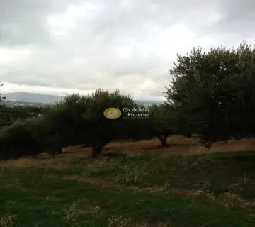 Οικιστικό 6441τ.μ. προς πώληση φωτογραφία 5