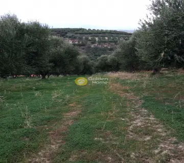 Οικιστικό 6441τ.μ. προς πώληση φωτογραφία 4