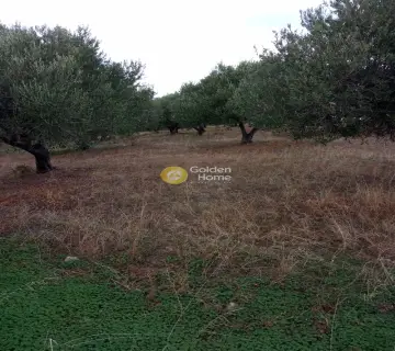 Οικιστικό 6441τ.μ. προς πώληση φωτογραφία 6