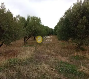 Οικιστικό 6441τ.μ. προς πώληση φωτογραφία 7