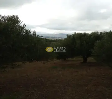 Οικιστικό 6441τ.μ. προς πώληση φωτογραφία 10