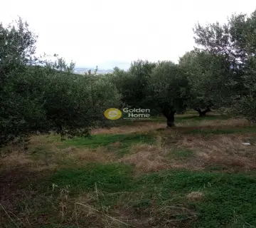Οικιστικό 6441τ.μ. προς πώληση φωτογραφία 12
