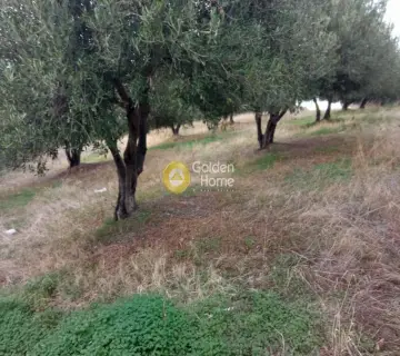 Οικιστικό 6441τ.μ. προς πώληση φωτογραφία 13