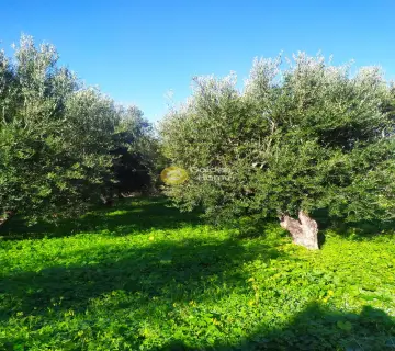 Residential 1000m<sup>2</sup> for sale photo 24