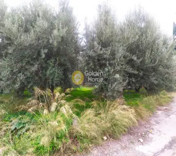 Professional Plot 702m<sup>2</sup> for sale photo 2948286