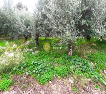 Professional Plot 702m<sup>2</sup> for sale photo 2948287