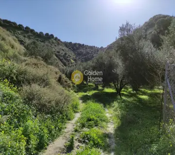 Οικιστικό 8000τ.μ. προς πώληση φωτογραφία 7