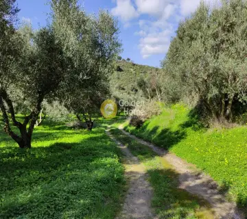 Οικιστικό 8000τ.μ. προς πώληση φωτογραφία 6