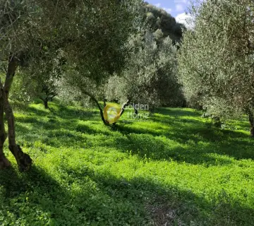 Οικιστικό 8000τ.μ. προς πώληση φωτογραφία 2