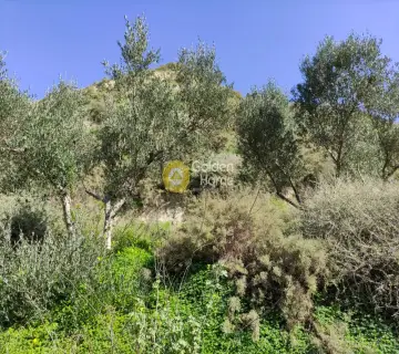 Οικιστικό 8000τ.μ. προς πώληση φωτογραφία 8