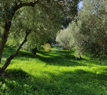 Οικιστικό 8000τ.μ. προς πώληση φωτογραφία 3