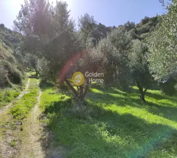 Οικιστικό 8000τ.μ. προς πώληση φωτογραφία 9