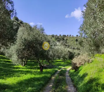 Οικιστικό 8000τ.μ. προς πώληση φωτογραφία 1