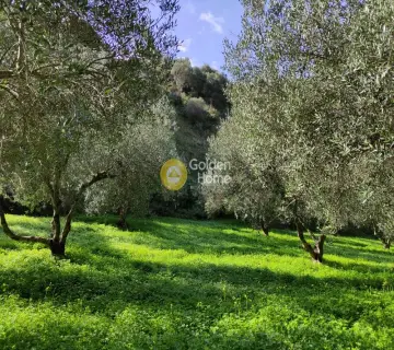 Οικιστικό 8000τ.μ. προς πώληση φωτογραφία 4