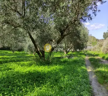 Οικιστικό 8000τ.μ. προς πώληση φωτογραφία 5