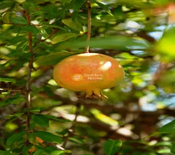 Golden Home Property Image